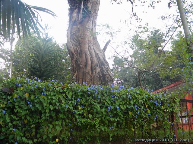 Божественное дерево Пипал, осененное цветущими лианами