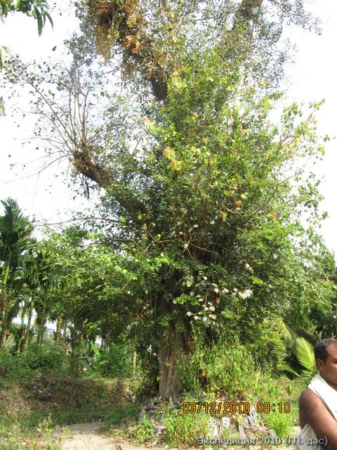 Это священное дерево Пипал над которым повис небесный аэроплан на котором Вадираджа при собрании многих учеников вознесся в высшие миры, оставив физическое тело в выше указном мавзолее Вринадавне