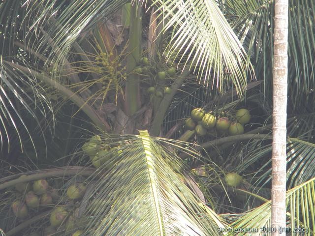 Кокосовая пальма - райское древо желаний, плодоносит весь год!