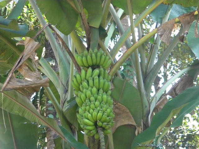 Дерево бананов живет только год и приносит вот такую вязанку плодов