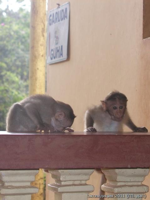 Ашрам Гаруда-гуха, где очень много диких обезьян!